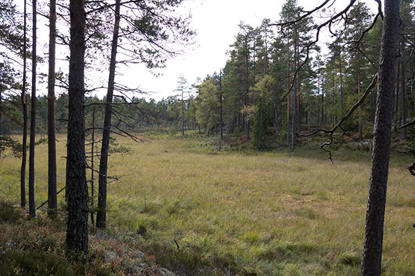 ösjöskogen