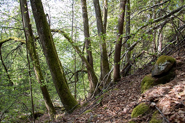 skogslind
