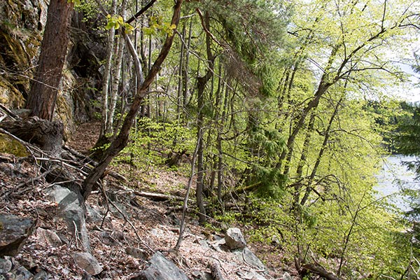 ädellövskog