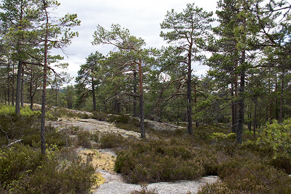 tallhällmark