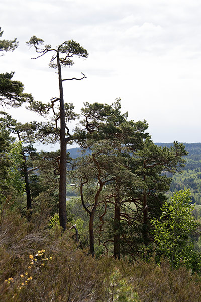 skogsbrant