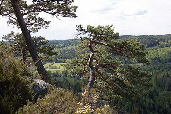 ränkesed
