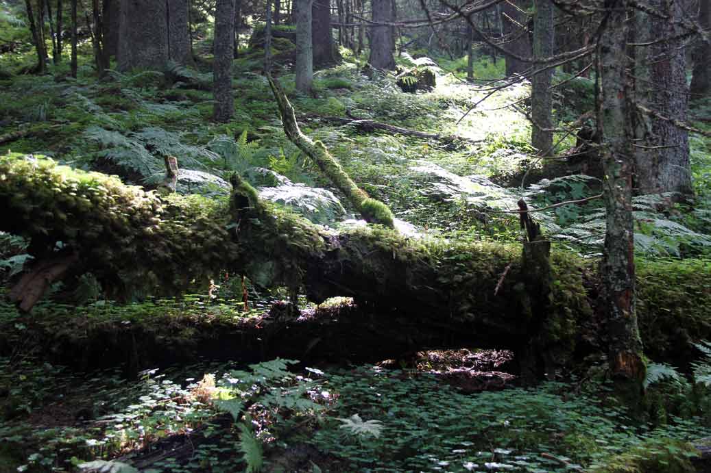 rännberg
