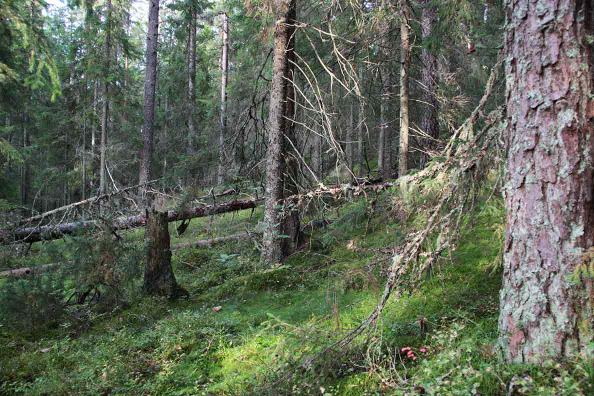 renstadsnipan