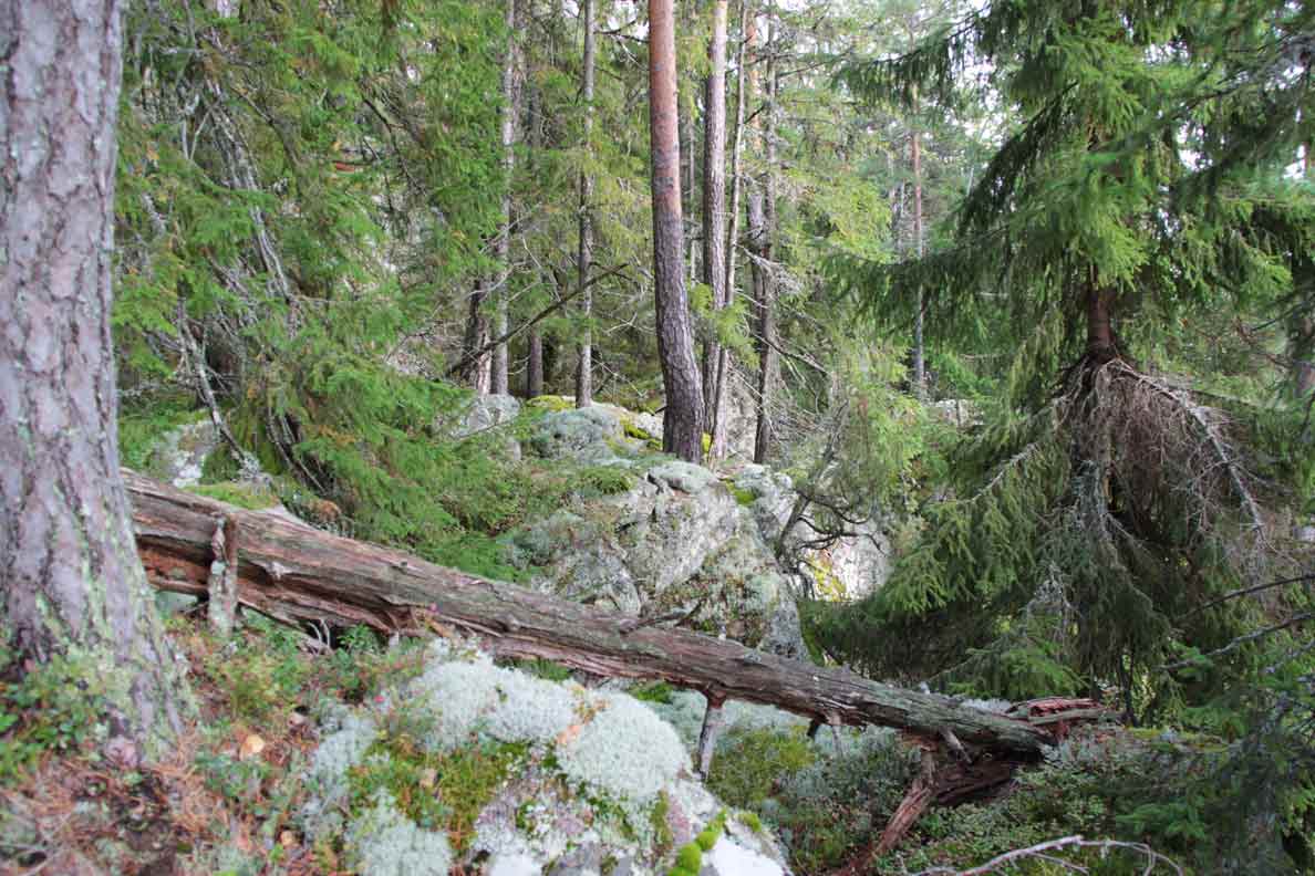 Rennstadsnipan
