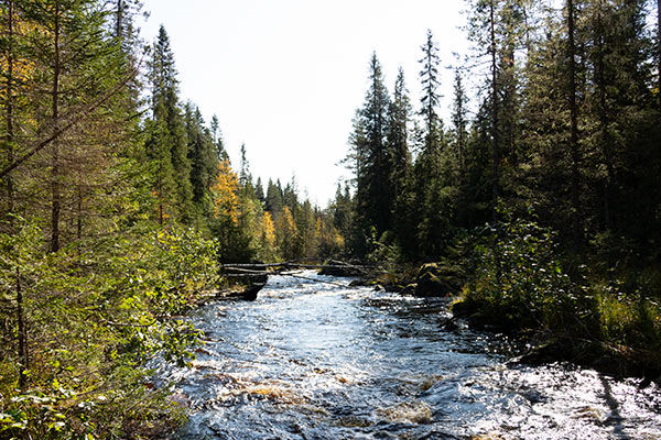 tvärlikan