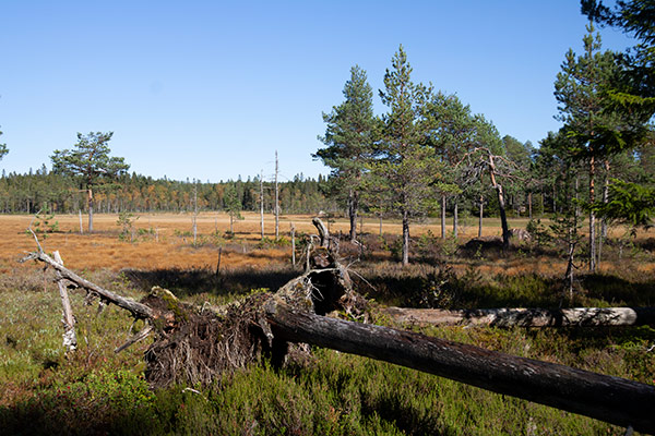 sågbäcken