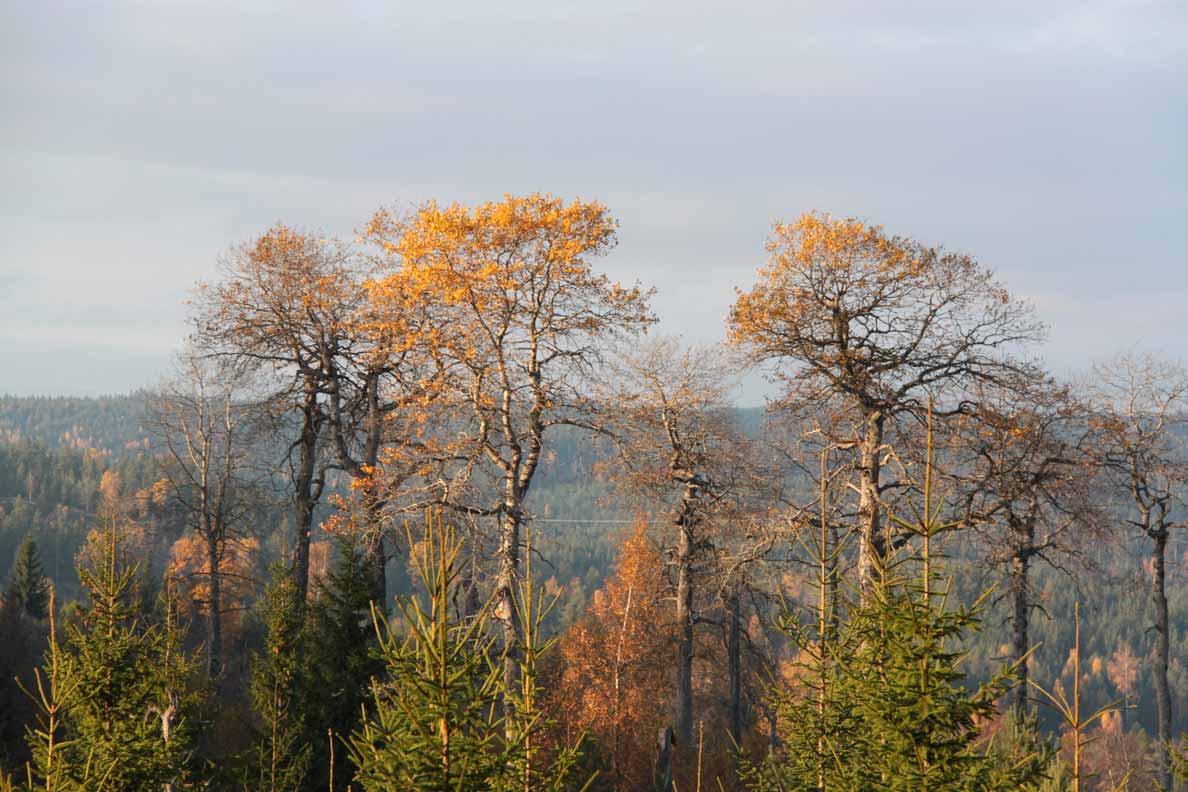 segolstorpshöjden