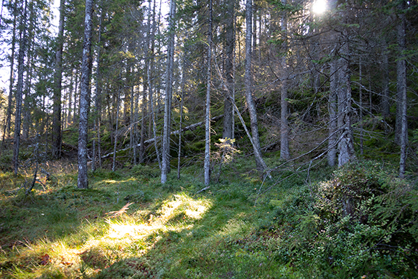 naturskog