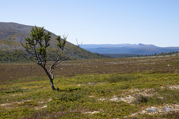 sonfjället