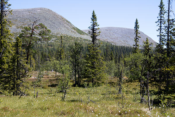 fjällnära skog