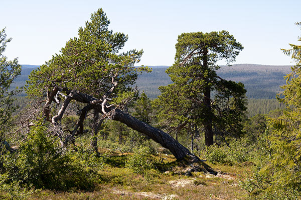 sonfjället