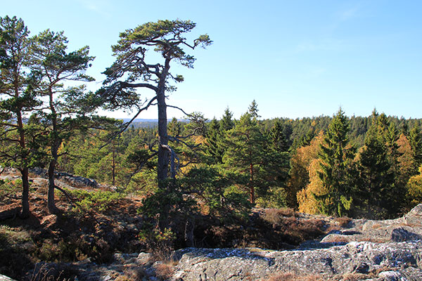sörknatten