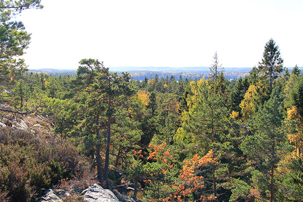 sörknatten