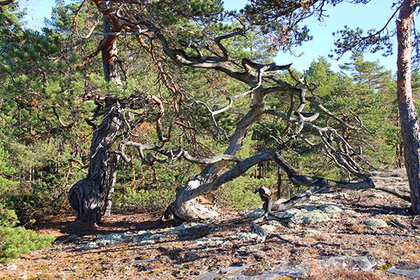 urskog