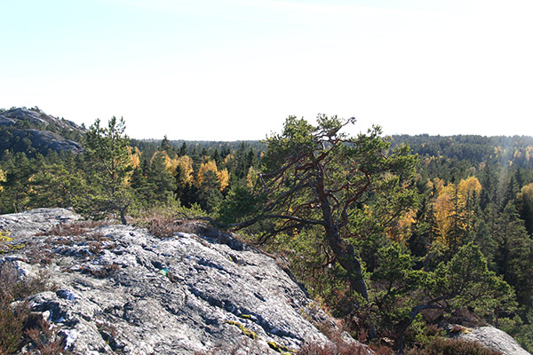 sörknatten