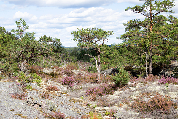 sörknatten
