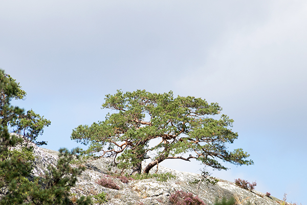 bonsai