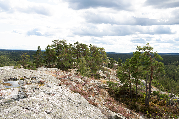 sörknatten