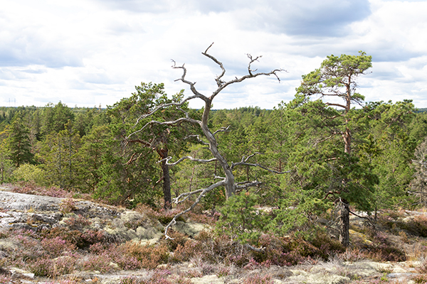naturskog