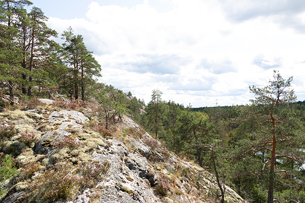 sörknatten