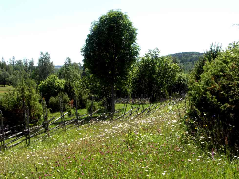 Tiskaretjärn, sommaräng