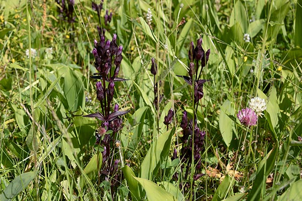 fältgentiana