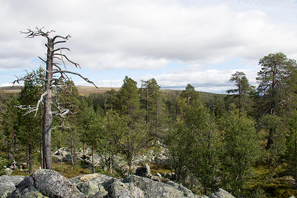 hovden