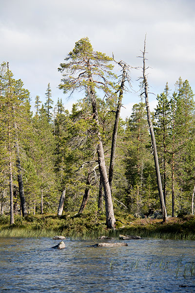 urskog