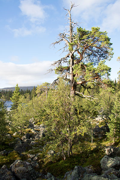 töfsingdalen