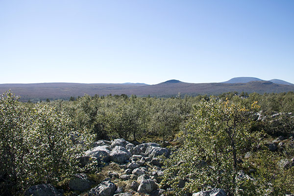 fjällbjörkskog